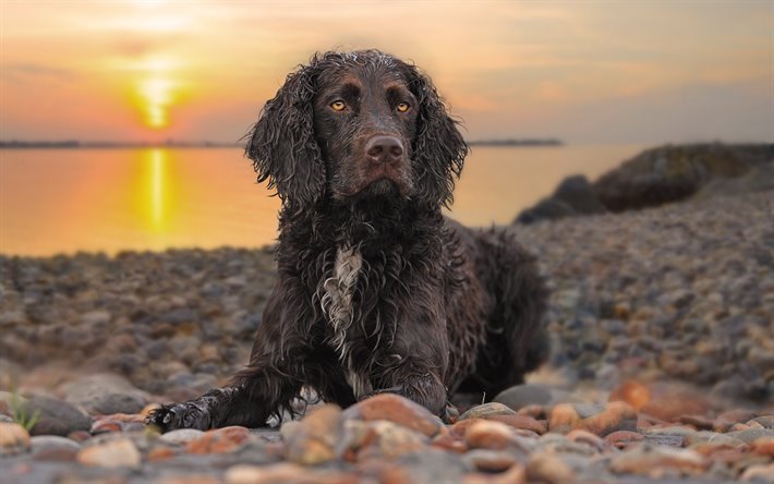 American Water Spaniel Picture